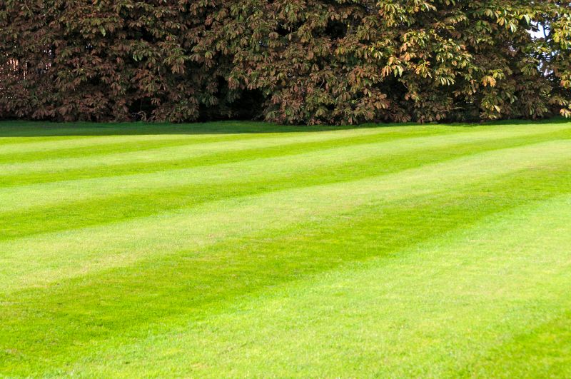 Healthy Green Lawn